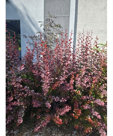 Berberiss Thunberga Atropurpurea Nana C6