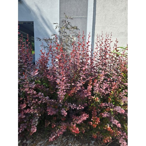 Berberiss Thunberga Atropurpurea Nana C6