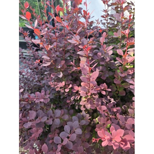 Berberiss Thunberga Atropurpurea Nana C6