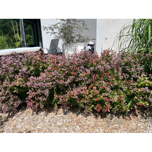 Berberiss Thunberga Atropurpurea Nana C6