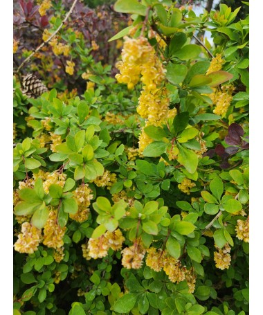 Berberiss Thunberga Indian Summer C6