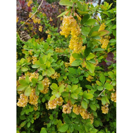 Berberiss Thunberga Indian Summer C6