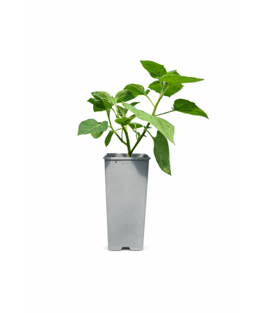 Physalis (Ziemas ķirsis / Peru ķirsis) C2