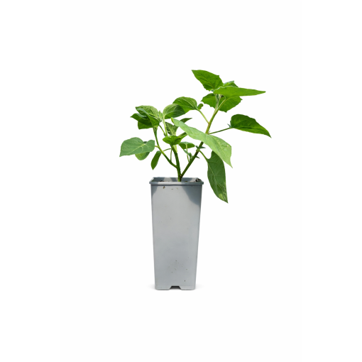 Physalis (Ziemas ķirsis / Peru ķirsis) C2