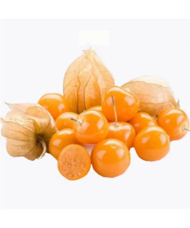 Physalis (Ziemas ķirsis / Peru ķirsis) C2