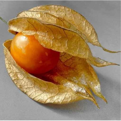 Physalis (Ziemas ķirsis / Peru ķirsis) C2