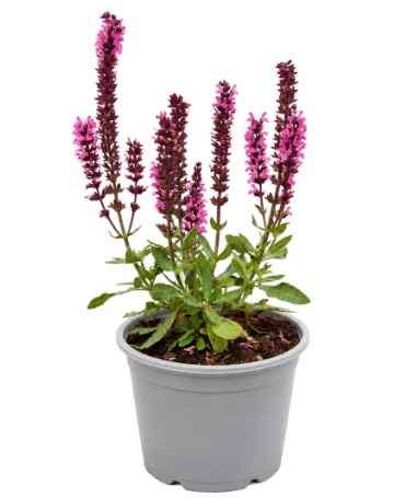Salvija ‘Midnight Rose’ C1,5