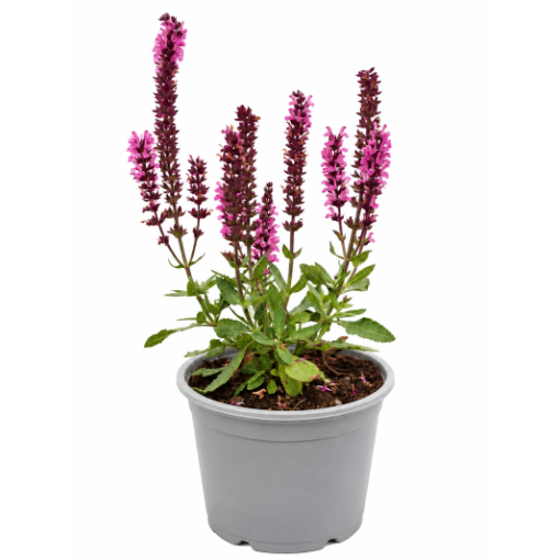 Salvija ‘Midnight Rose’ C1,5