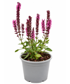 Salvija ‘Midnight Rose’ C1,5