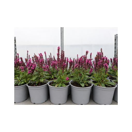 Salvija ‘Midnight Rose’ C1,5