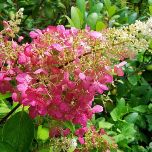 Komplekts 5 gab. - Buķetveida hortenzijas P9/C1 podos