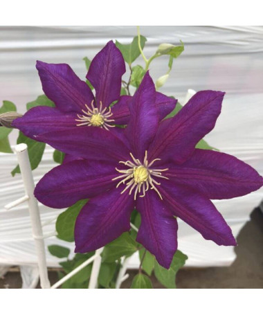 Clematis 'Lech Kaczyński', 4L pods