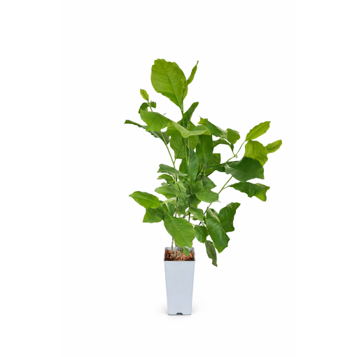 Magnolija ‘Randy’ C2