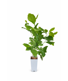 Magnolija ‘Randy’ C2