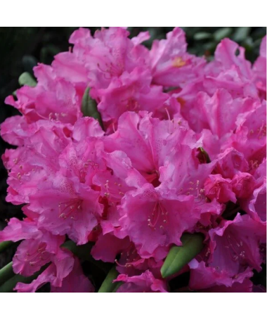 Rododendrs (Azālija) Roseum Elegans C10
