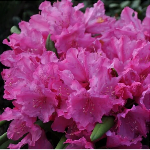 Rododendrs (Azālija) Roseum Elegans C10