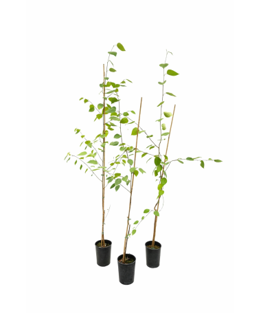 Agrā ķiršu (Prunus incisa) C2