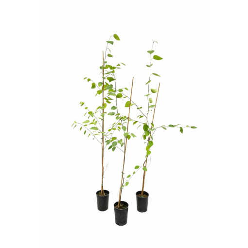 Agrā ķiršu (Prunus incisa) C2