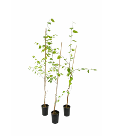 Agrā ķiršu (Prunus incisa) C2