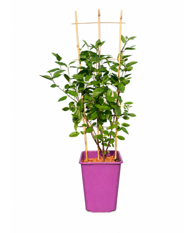 Bālā ceanotuss 'Marie Simon' (režģis) 6L