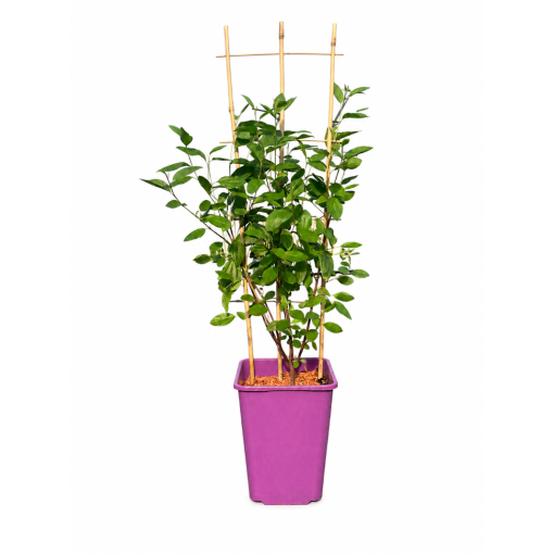 Bālā ceanotuss 'Marie Simon' (režģis) 6L