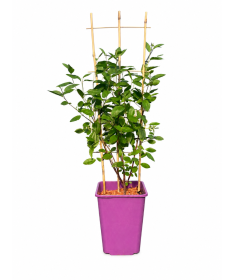Bālā ceanotuss 'Marie Simon' (režģis) 6L