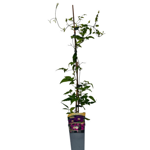 Clematis 'Lech Kaczyński', 4L pods