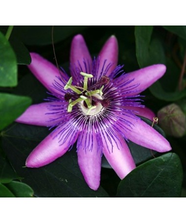 Passiflora (aizsargājošā zieds) Lavender Lady C2