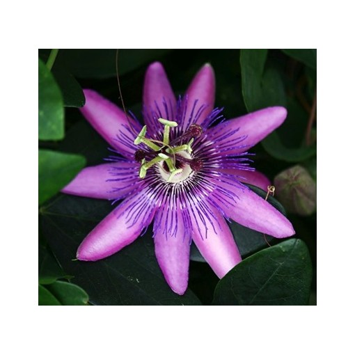 Passiflora (aizsargājošā zieds) Lavender Lady C2