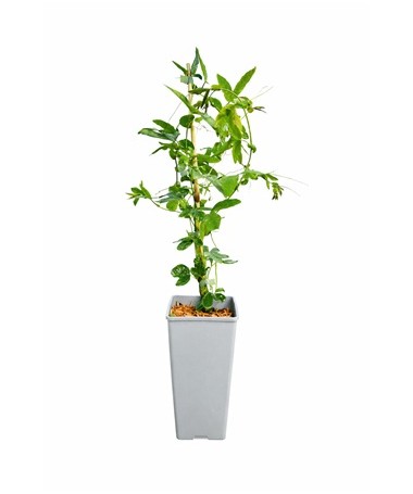 Passiflora (aizsargājošā zieds) Lavender Lady C2