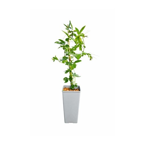 Passiflora (aizsargājošā zieds) Lavender Lady C2
