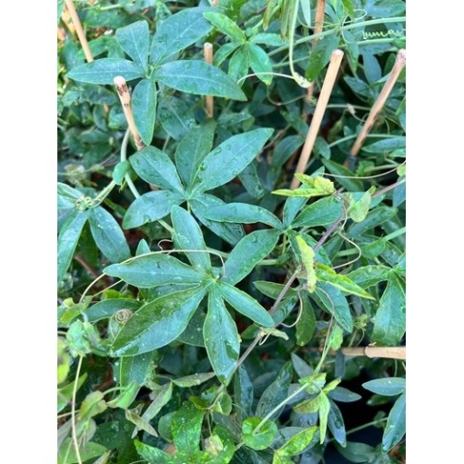 Passiflora (aizsargājošā zieds) Lavender Lady C2