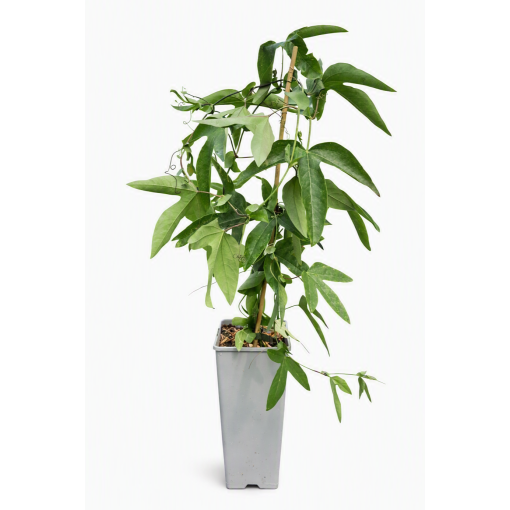 Pasifloras (Passiflora) 'Victoria' pods, 2L