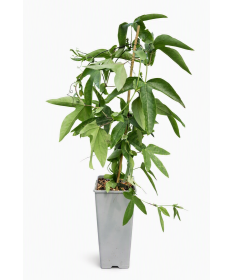 Pasifloras (Passiflora) 'Victoria' pods, 2L