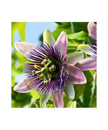 Ciešanas zieds (Passiflora) 'Purple Haze'