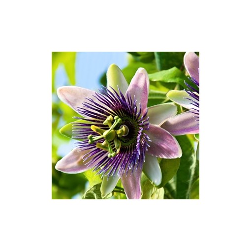 Ciešanas zieds (Passiflora) 'Purple Haze'