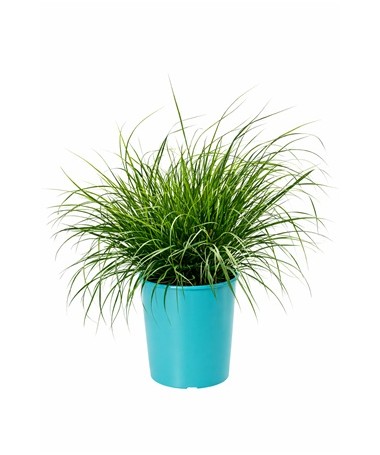 Japāņu strūklakas zāle 'Little Bunny' pods, 4L