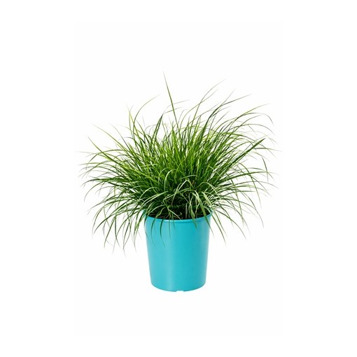 Japāņu strūklakas zāle 'Little Bunny' pods, 4L