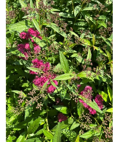 Japānas spireja Anthony Waterer C2