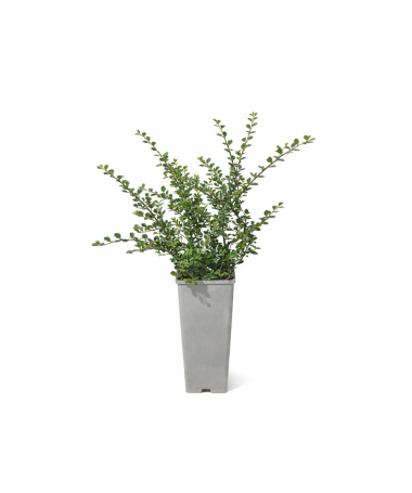 Purpura kadiķene ‘Tangstedt’ C2