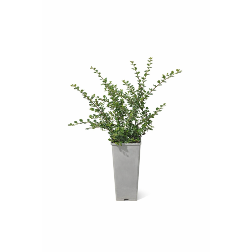 Purpura kadiķene ‘Tangstedt’ C2