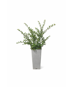 Purpura kadiķene ‘Tangstedt’ C2