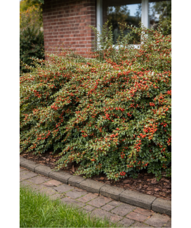 Purpura kadiķene ‘Tangstedt’ C2