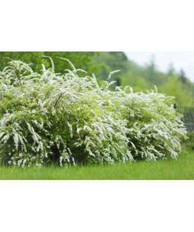 Pelēkā spireja (Spiraea × cinerea) ‘Grefsheim’ C2