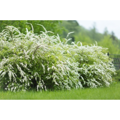 Pelēkā spireja (Spiraea × cinerea) ‘Grefsheim’ C2