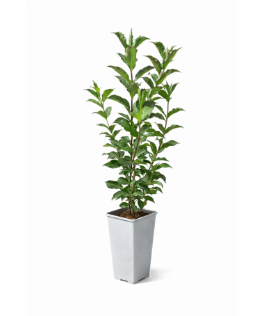 VEIGELA ‘RUBIDOL’ C2