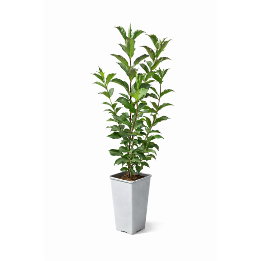 VEIGELA ‘RUBIDOL’ C2