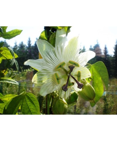 Passiflora (Passiflora) 'Constance Elliott' P9/C1