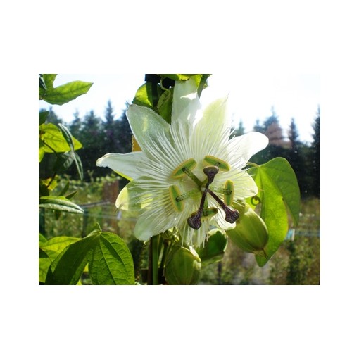 Passiflora (Passiflora) 'Constance Elliott' P9/C1