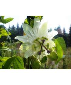 Passiflora (Passiflora) 'Constance Elliott' P9/C1